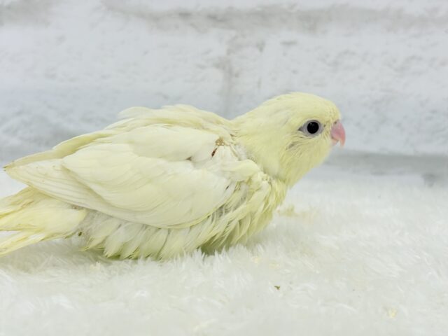 サザナミインコ