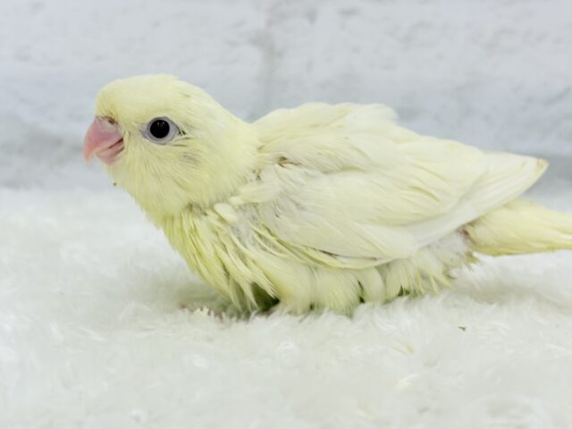 サザナミインコ