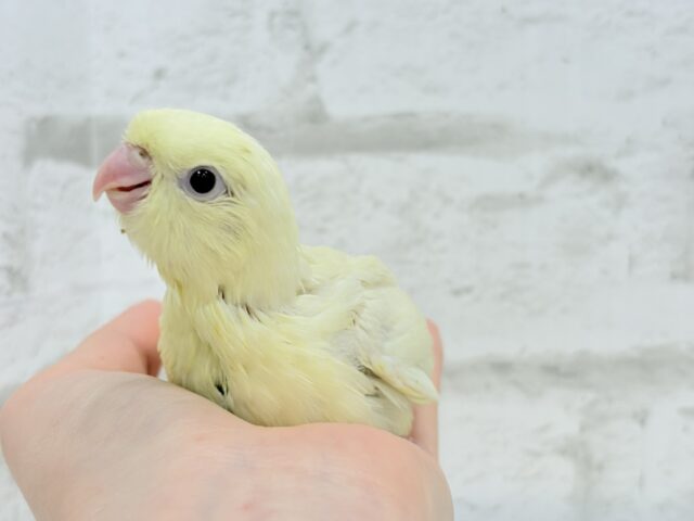 サザナミインコ