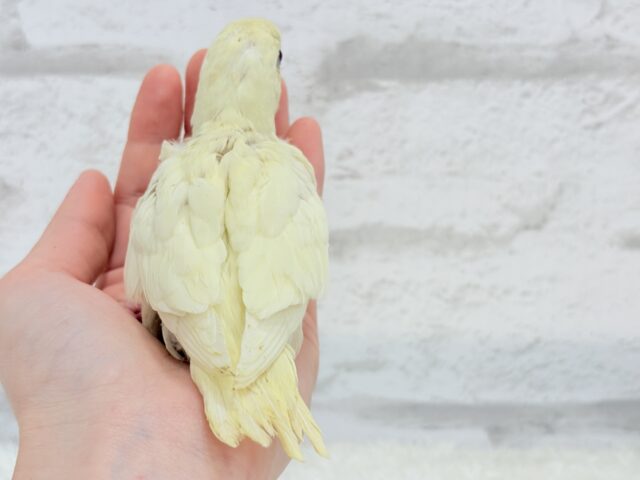 サザナミインコ