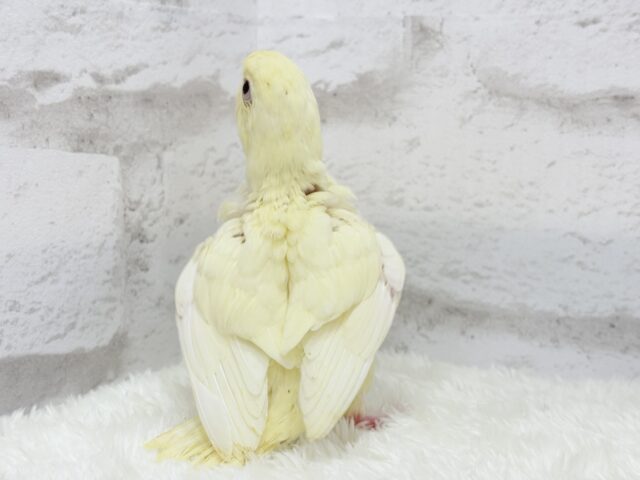 サザナミインコ