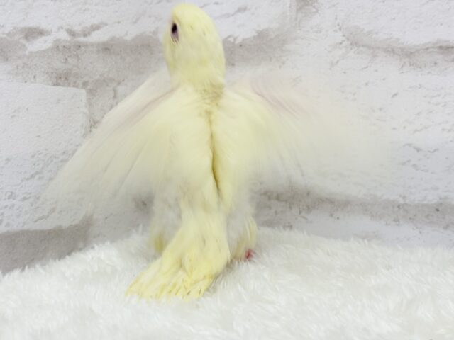 サザナミインコ