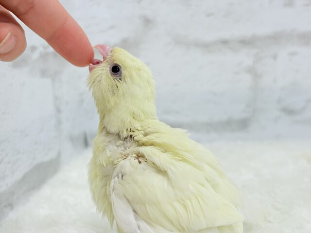 サザナミインコ