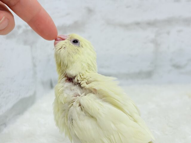 サザナミインコ