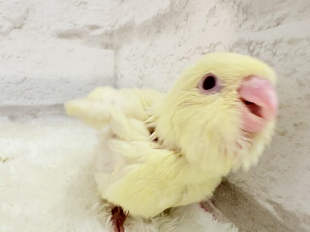 サザナミインコ