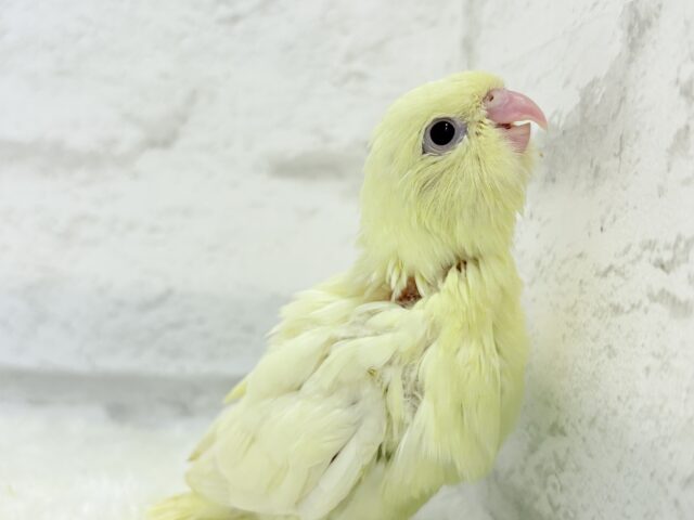 サザナミインコ