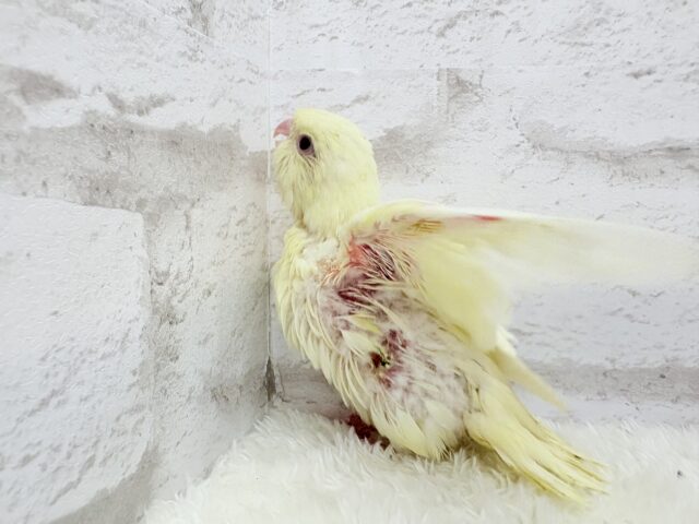 サザナミインコ