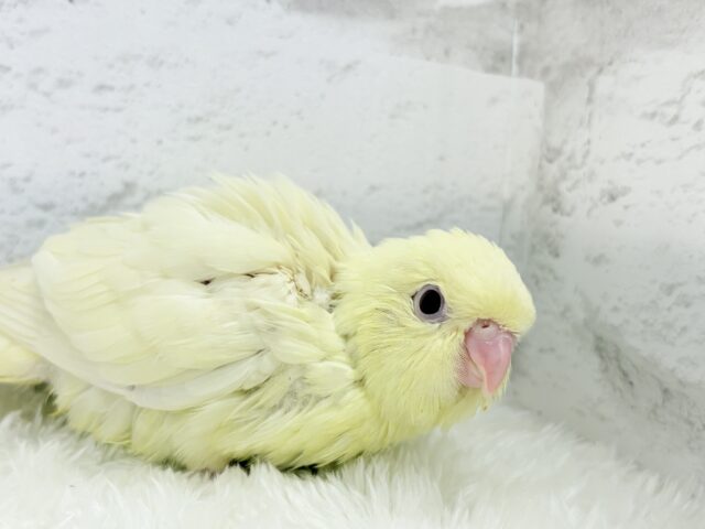 サザナミインコ