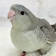 【最新画像更新🪄】ギャップ萌え🧚落ち着いたカラーの元気っ子‪☆サザナミインコ(モーブ) ヒナ