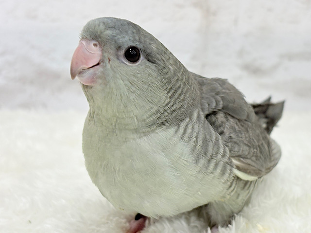 【最新画像更新🪄】ギャップ萌え🧚落ち着いたカラーの元気っ子‪☆サザナミインコ(モーブ) ヒナ