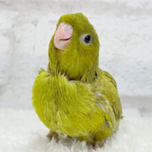 【最新画像更新🪄】この時期ぴったりよもぎちゃん🌿サザナミインコ(スパングル) ヒナ