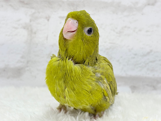 【最新画像更新🪄】この時期ぴったりよもぎちゃん🌿サザナミインコ(スパングル) ヒナ