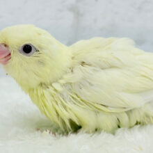 【最新画像更新🪄】優しさと癒しのお届けです🎁⋆*サザナミインコ(クリームイノ) ヒナ