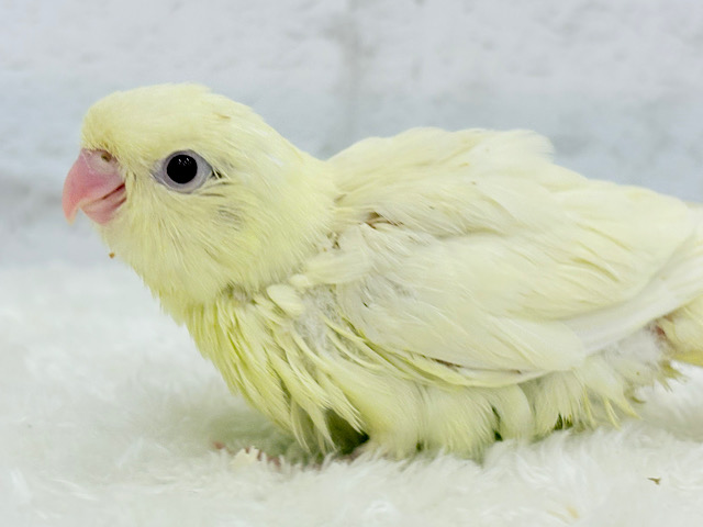 【最新画像更新🪄】優しさと癒しのお届けです🎁⋆*サザナミインコ(クリームイノ) ヒナ