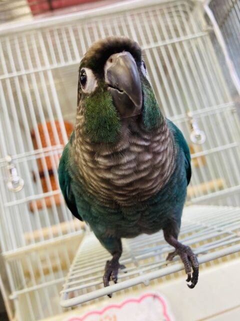 ホオミドリウロコインコ