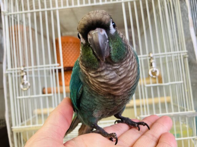 ホオミドリウロコインコ