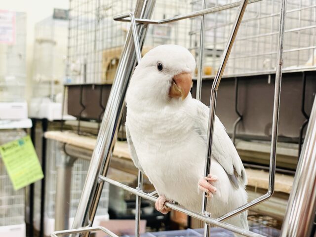 オキナインコ