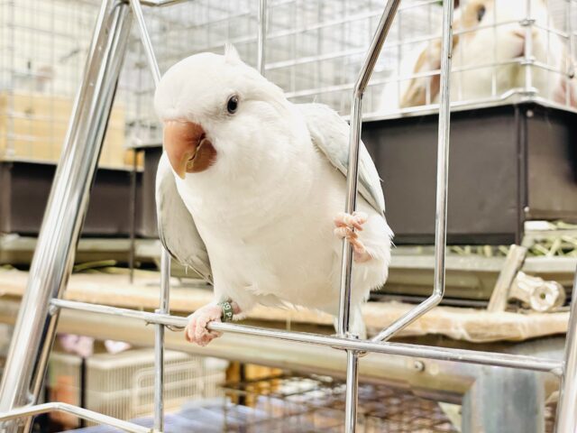 オキナインコ