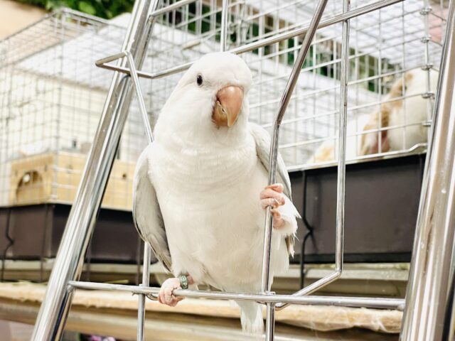 オキナインコ