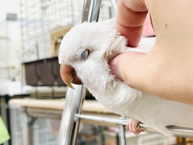 オキナインコ