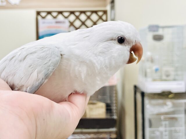 オキナインコ
