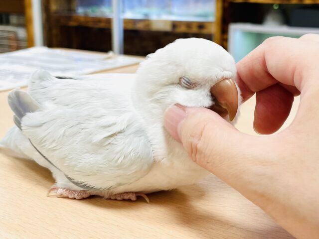 オキナインコ