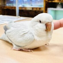 【最新画像】青空のような綺麗な模様のオキナインコちゃん❣️