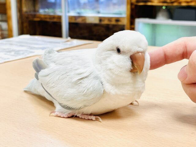 【最新画像】青空のような綺麗な模様のオキナインコちゃん❣️