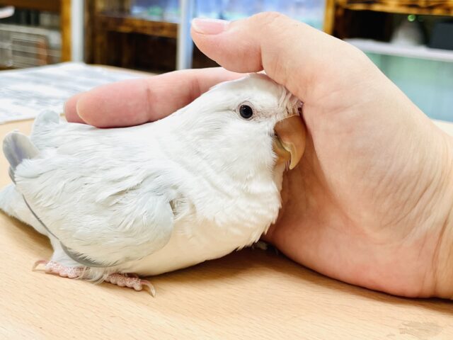 オキナインコ