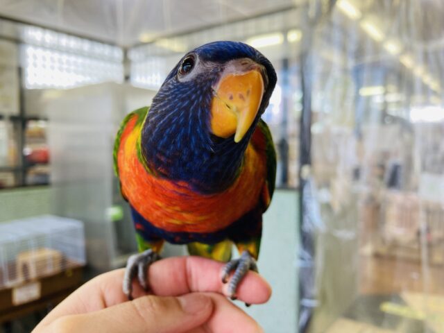 ゴシキセイガイインコ