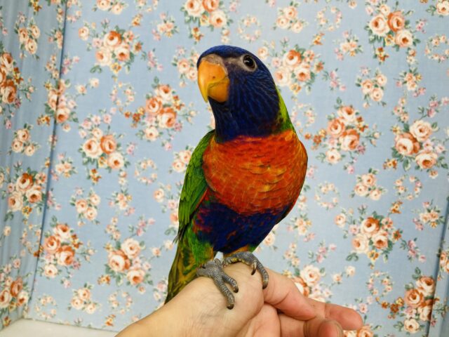 ゴシキセイガイインコ