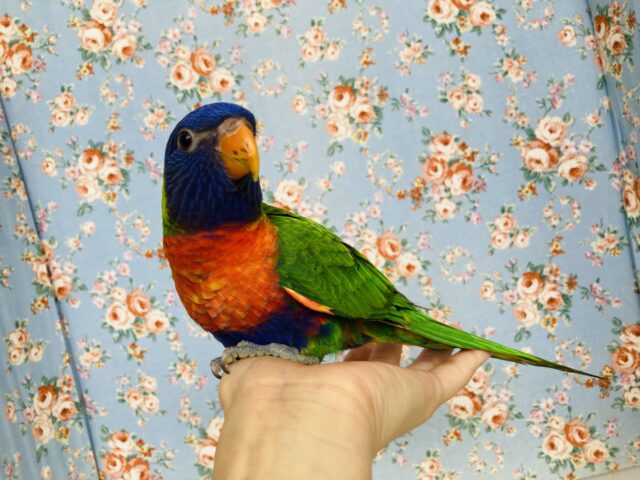 ゴシキセイガイインコ