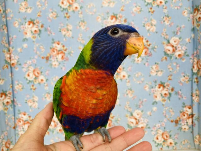ゴシキセイガイインコ