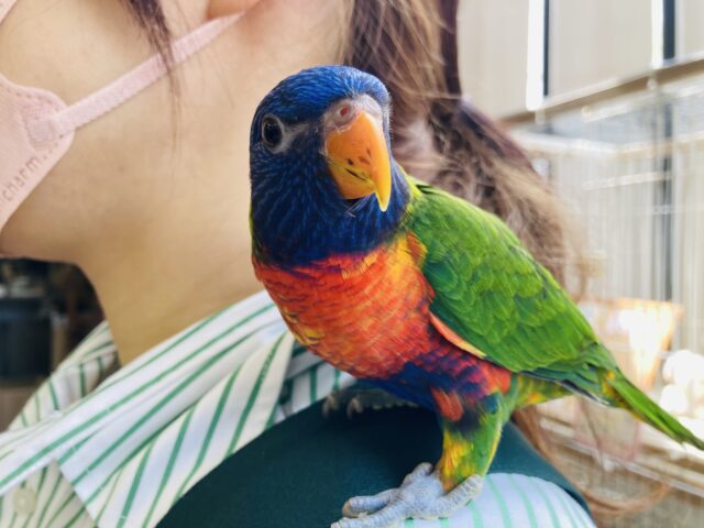 ゴシキセイガイインコ
