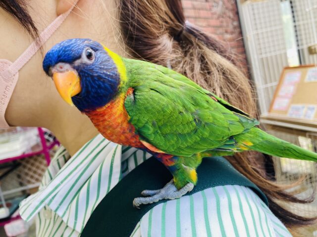 ゴシキセイガイインコ