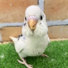 なりきり忍法🥷🪄雲隠れ！…風😝💙セキセイインコ(ブルーパイド/2025年3月生まれ)