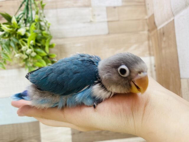 ブルーボタンインコ