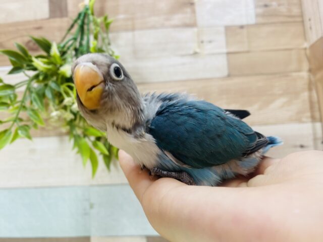 ブルーボタンインコ