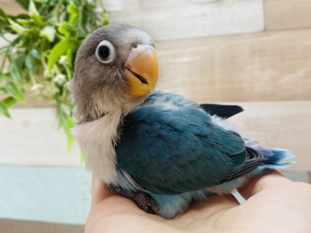ブルーボタンインコ