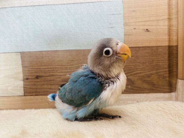 ブルーボタンインコ