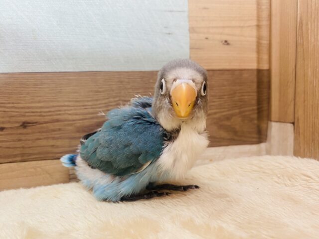 ブルーボタンインコ