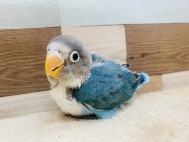 ブルーボタンインコ