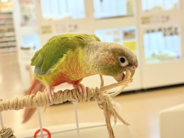 ホオミドリウロコインコ