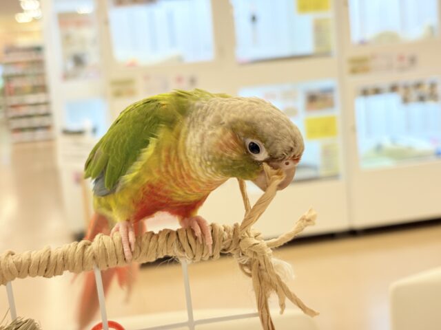 ホオミドリウロコインコ