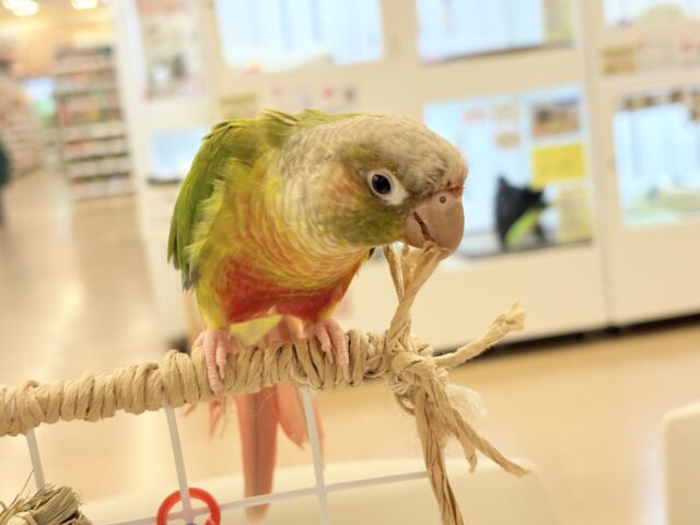 ホオミドリウロコインコ