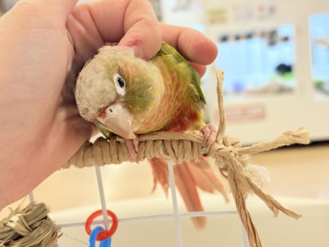 ホオミドリウロコインコ