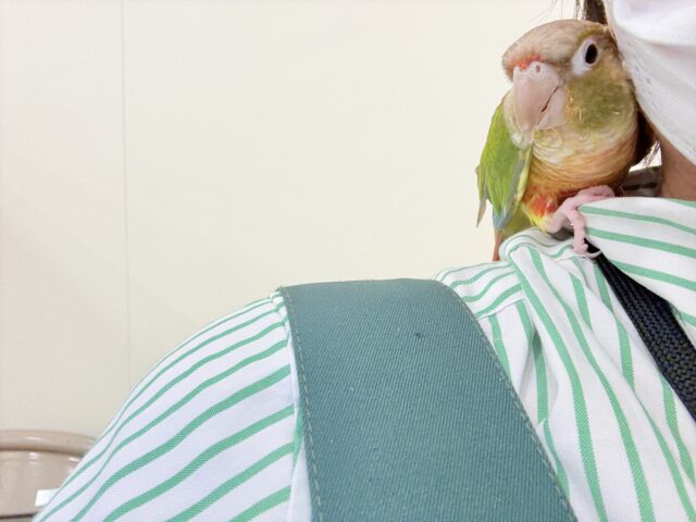 ホオミドリウロコインコ