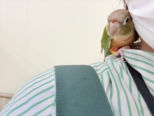 ホオミドリウロコインコ