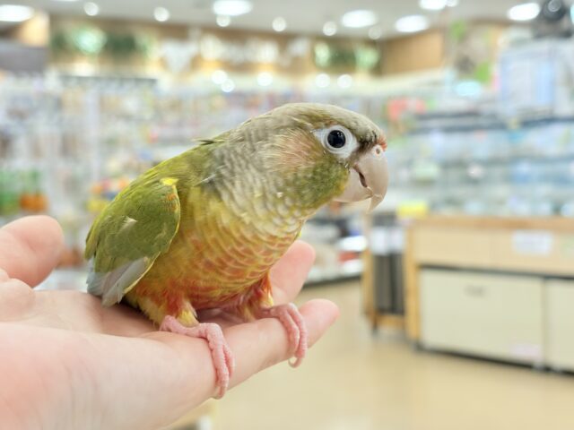 ホオミドリウロコインコ