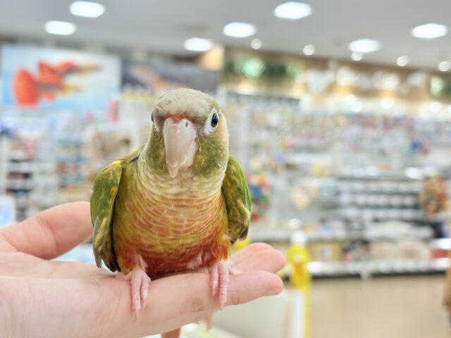 ホオミドリウロコインコ